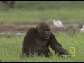 Gorilla vs. Gorilla