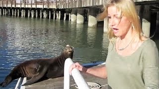 SEA LION ATTACK