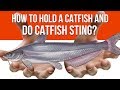 How To Hold A Catfish and Do Catfish Sting 