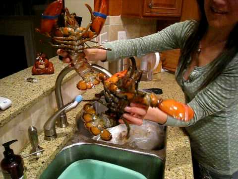 Preparing Lobster for Dinner (or How to tell the Sex of a Lobster) - YouTube
