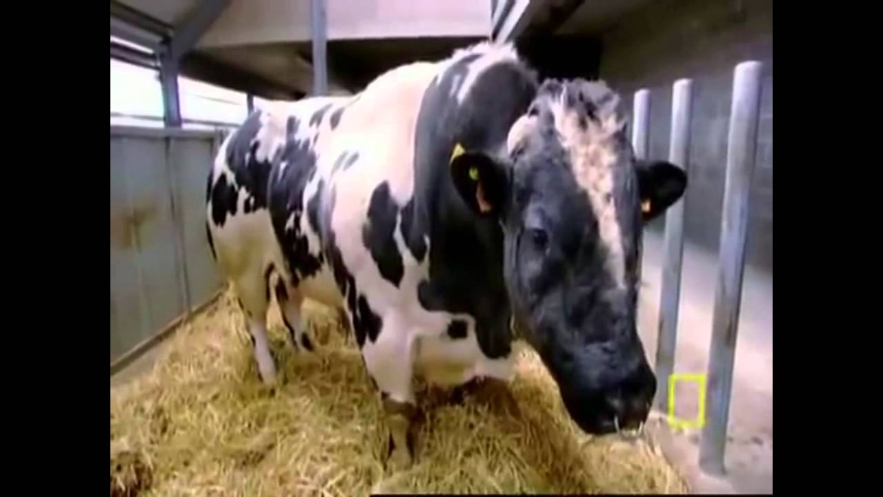 supercow cow