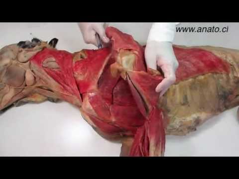 Veterinary, anatomy, dog, muscles, thoracic limb, (2 of 3) - YouTube