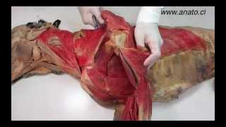 All comments on Veterinary, anatomy, dog, muscles, thoracic limb, (2 of