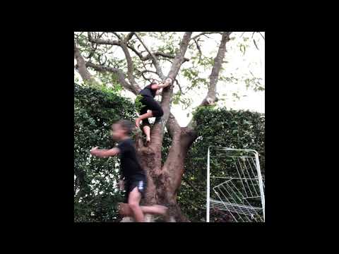 Stinky Monkey Chasing Dakota & Kye (SKIT)