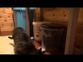 ごみ箱とねこ3。-Trash box and Maru 3.-