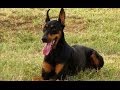 Le Doberman : Origine, standard, personnalité, aptitudes, éducation...