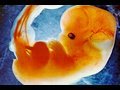 Click to View : Video Perkembangan Janin dari 0 hingga 9 bulan