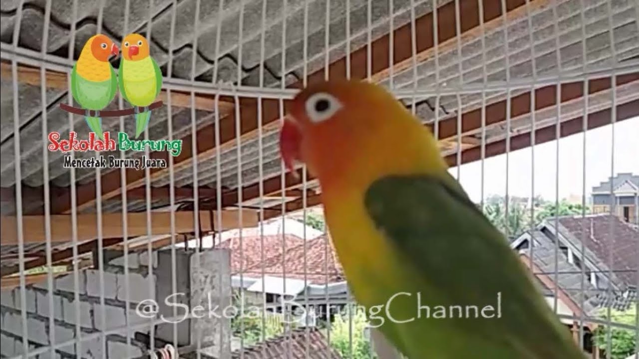 Suara Lovebird Memanggil Kawan Bikin Labet Satu Kota Bunyi
