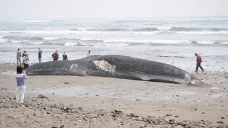 宮崎県の海岸に巨大クジラの死骸漂着