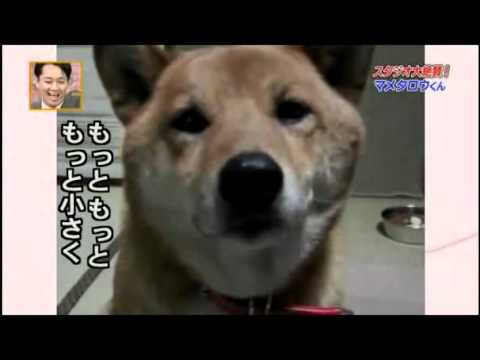 Dog barking on command from loud to quiet - YouTube