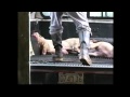 Meet Your Meat