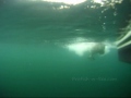 Alaska Fishing Charters Seward Alaska Halibut Fishing and Salmon Fishing