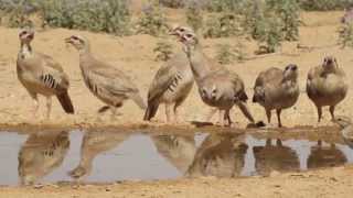 בשלולית המים - Birds in a pool