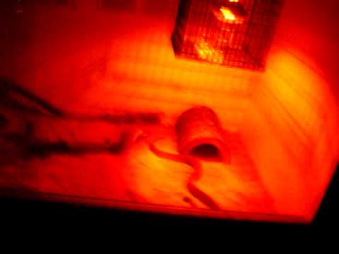 woma python cage Daaarthchris 247 views