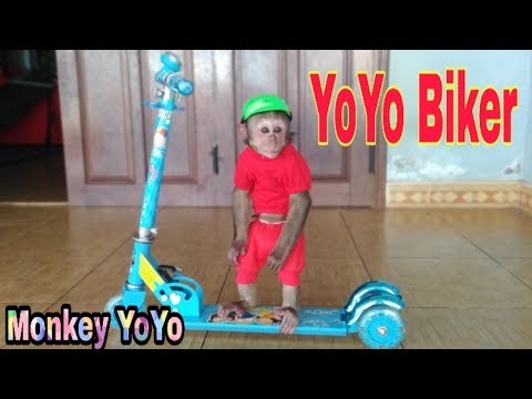 Monkey Baby Yoyo drives a Scooter |Baby Monkey Funny to play