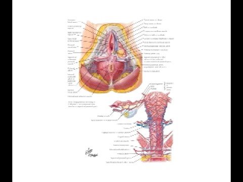 Anatomy of the Female Sex Organs - YouTube