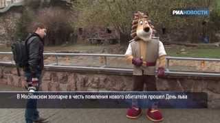 День льва в Московском зоопарке