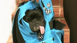 Pro skater Joey Brezinski is living the pug life