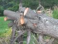 A Chihuahua a Squirrel and a Tree A Chihuahua a Squirrel and a Tree
