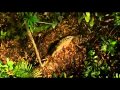 Film Amazonia (2013)