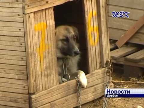 Животные бердского приюта «Надежда» скоро переедут в новое здание