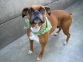 Adorable Wiggle Butt Boxer Girl (a263027) Transferred To 