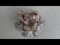 .45 ACP SHORT BARREL TEST: 230 gr +P Federal HST