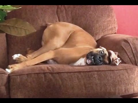 "Dogs Throwing Tantrums" || CFS
