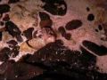 Coenobita purpureus pondant dans la mer