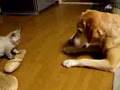 ¿Perro con gato? ¡Mejores amigos! ¿Perro con gato? ¡Mejores amigos!