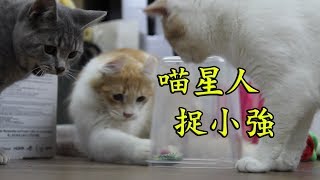 Hay&Pet - 喵星人捉小強