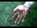 Рыбный пилинг рук (Dr. Fish Garra Rufa) Рыбный пилинг рук (Dr. Fish Garra Rufa)
