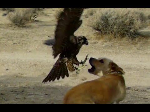 falcon dog hawk peregrine attacks tailed red kills