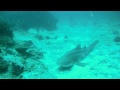 Requin Léopard Thaïlande 2014