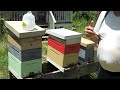 Honey in the Brood Chamber- Remove it!