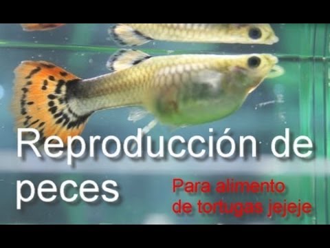 TIPOS DE REPRODUCCION DE PECES tipos de reproduccion de peces:
