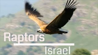 Yuval Dax-Raptors