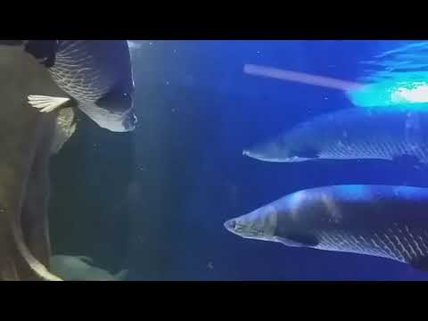 Fish