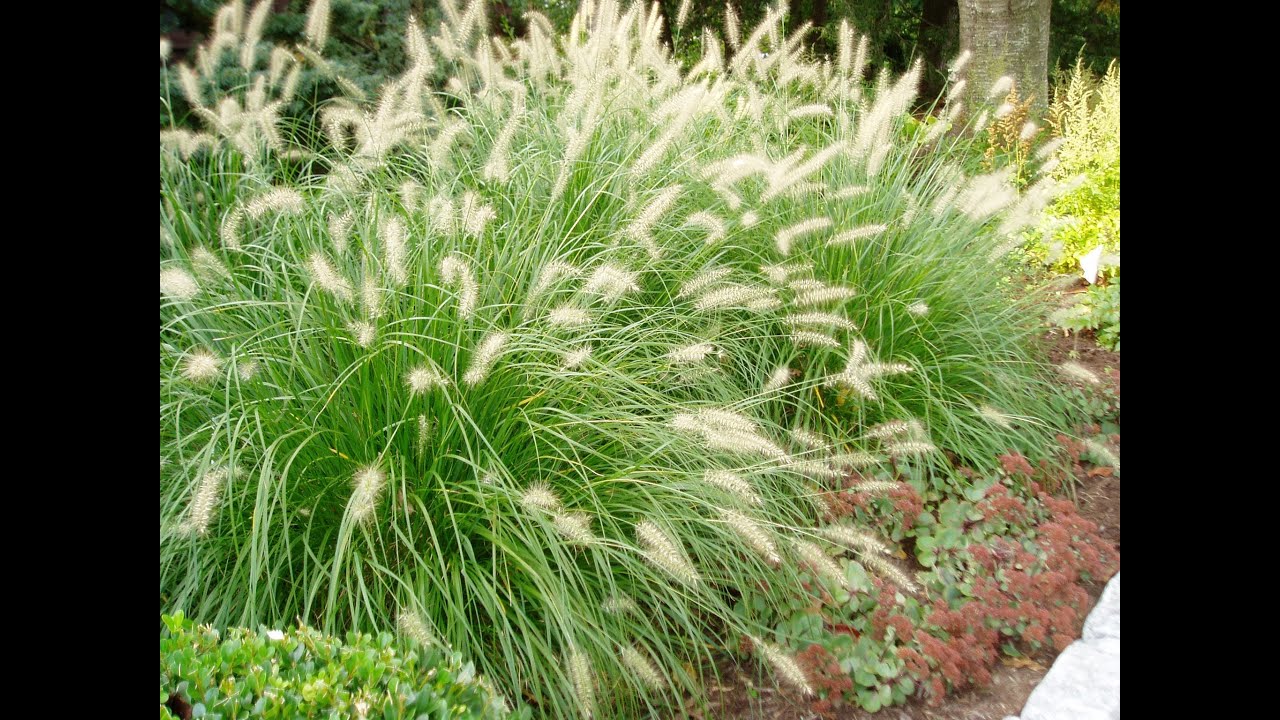 Dwarf Fountain Grass - Pennisetum alopecuroides 'Hameln' - YouTube