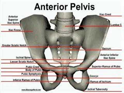 Anterior Bone Landmarks (Pelvis) - YouTube