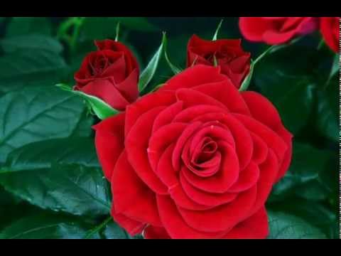 flower blooming rose