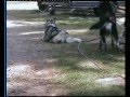 Activités Chiens de Traîneaux: Les Attelages de la Roche Percée.wmv