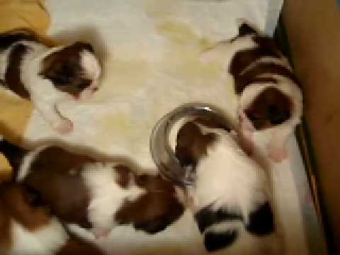 milk for shih tzu puppy shih tzu puppies milk milk for shih tzu puppy shih tzu puppies milk
