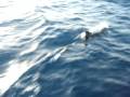 Delfini ad Ischia