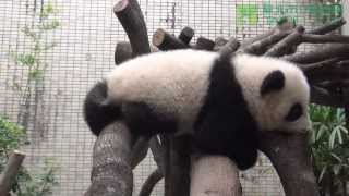 圓仔下棲架 Baby Giant Panda Yuan Zai Learn To Leave The Perch