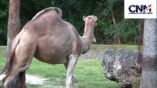 dromedary camel adaptations