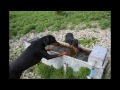 Kryten, Doberman Memorial