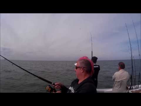 essex sea fishing- bagging up on bass