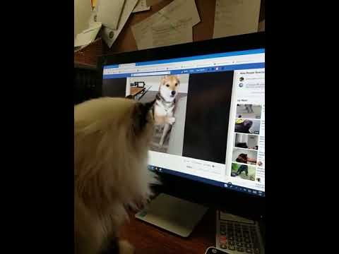 The BEST Cute and Funny Cat Video EVER! TidBitz the Tapping Cat