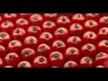 Des conserves de tomates pour l'hiver